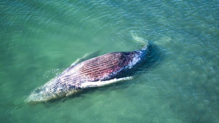 walvis timmy